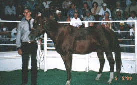 Pick Play - Record Stallion